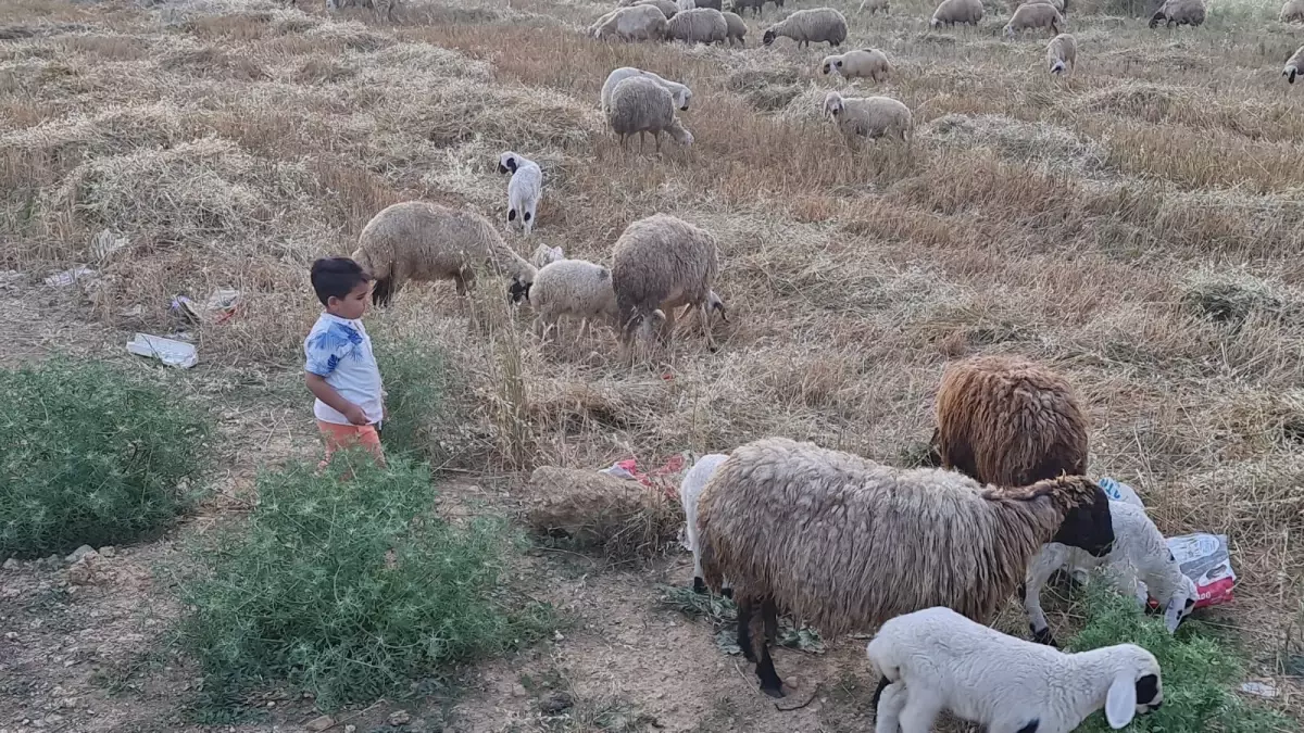 Kadirli’de Mavi Dil Hastalığı Karantinası